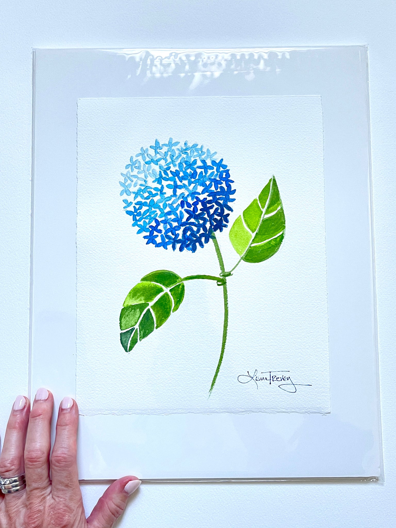 Blue Hydrangea Watercolor 8x10