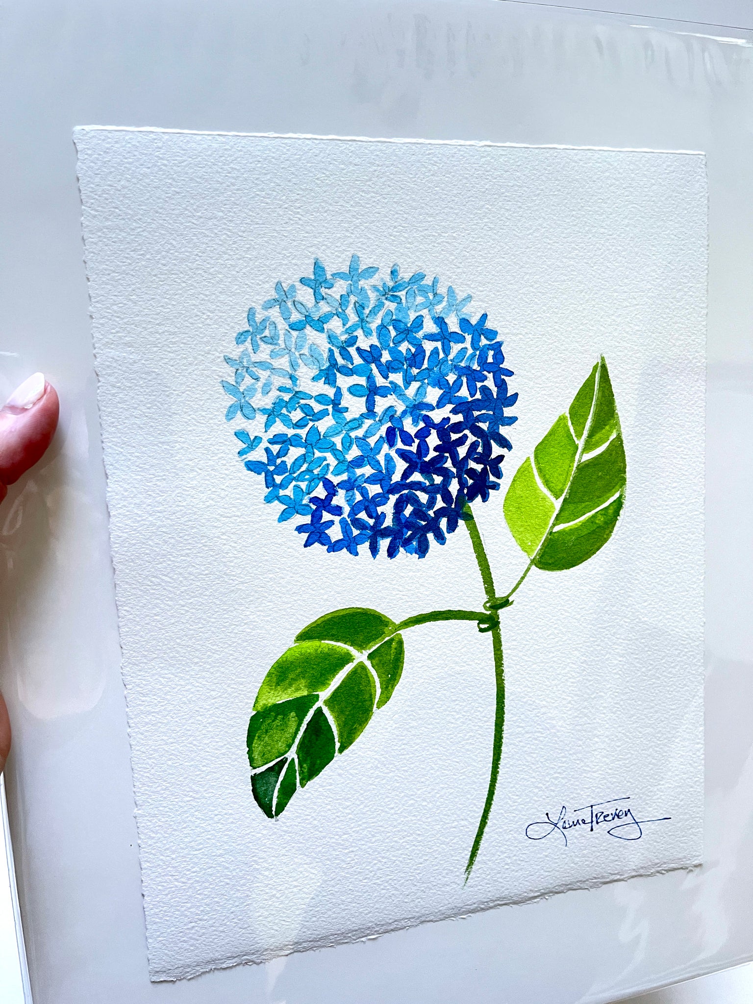 Blue Hydrangea Watercolor 8x10