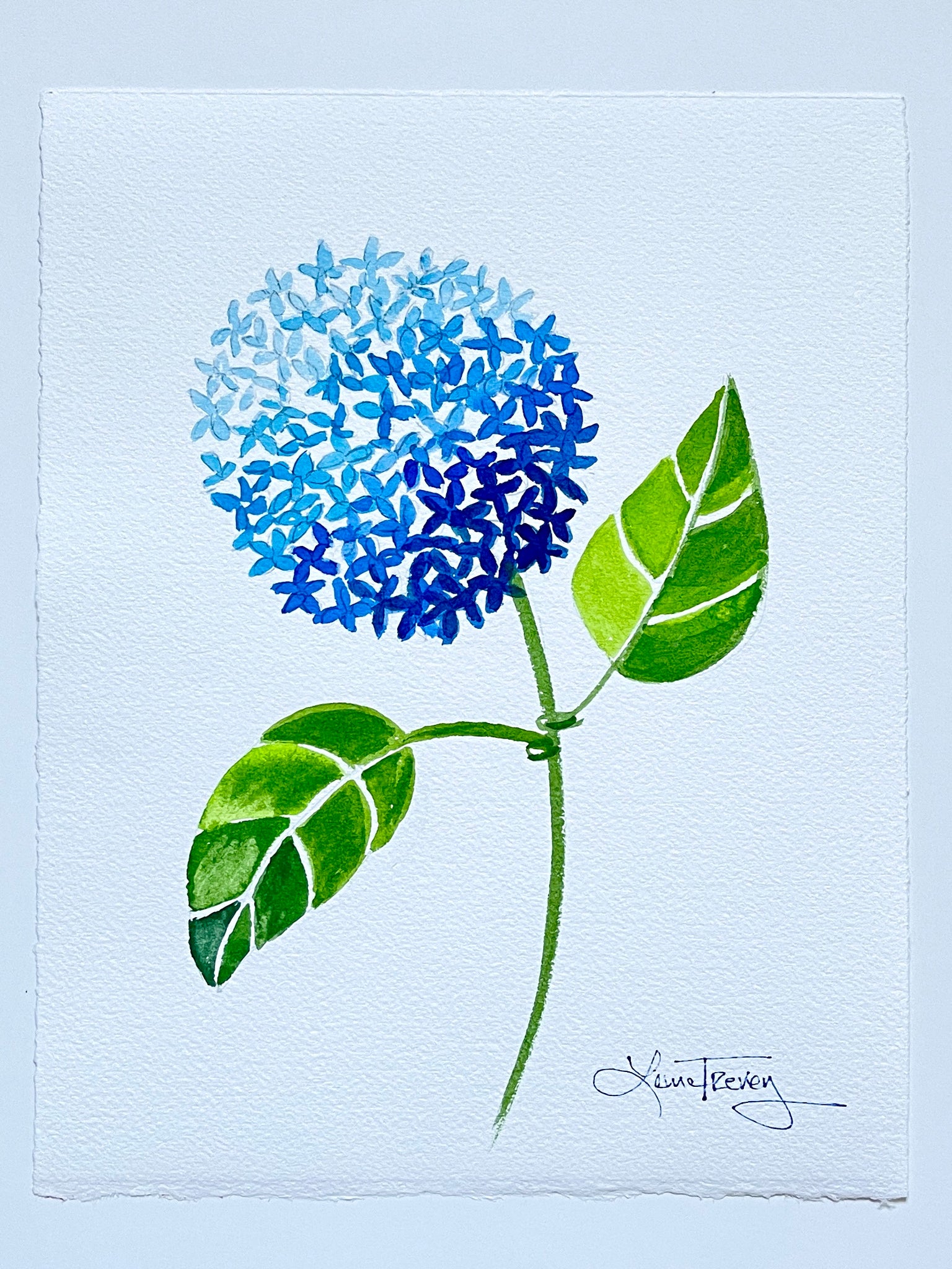 Blue Hydrangea Watercolor 8x10