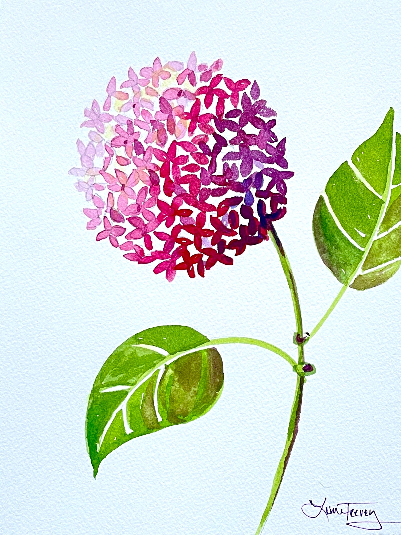 Pink Hydrangea Watercolor 8x10