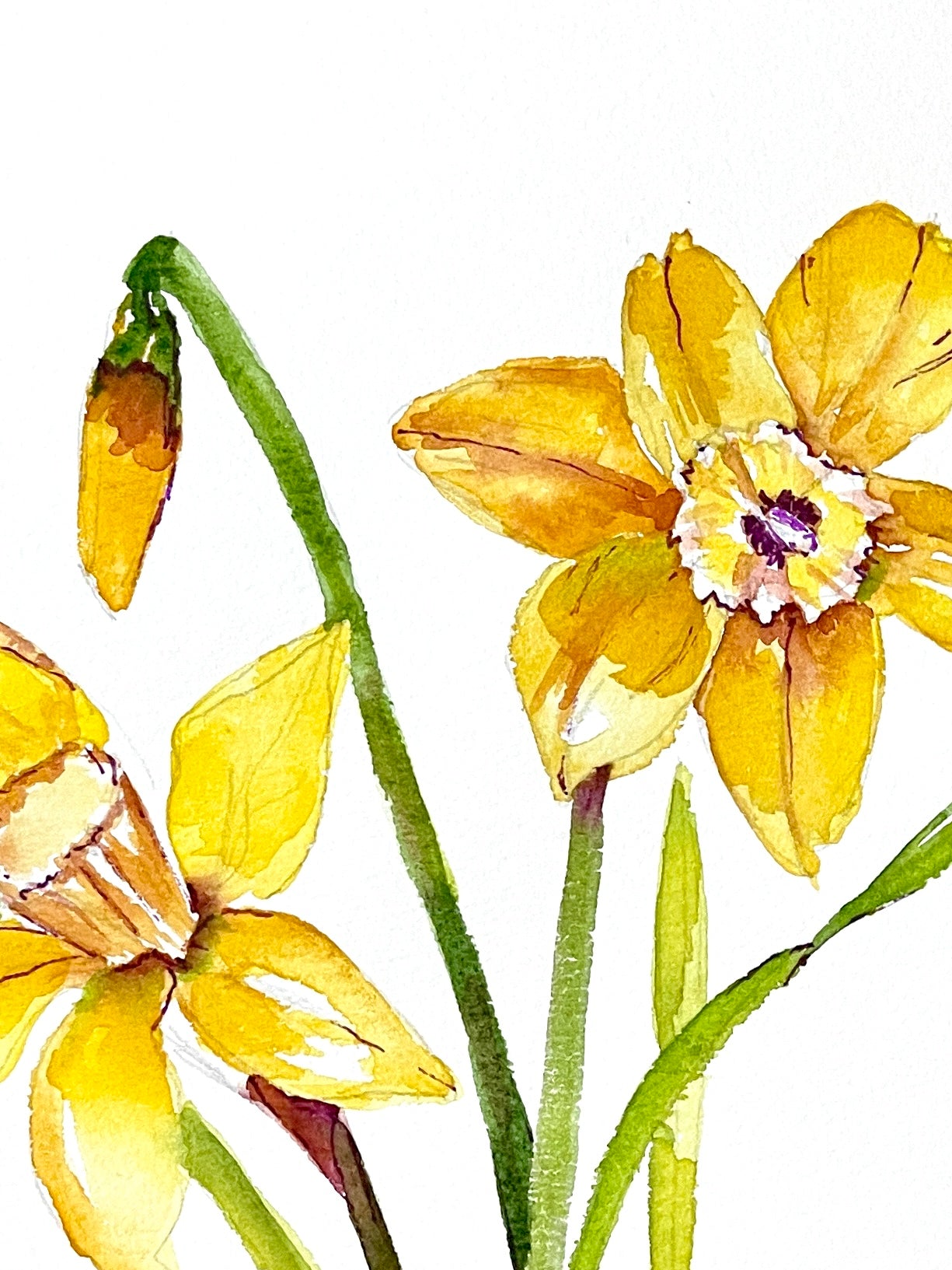 Daffodils 8x10 Botanical Watercolor Original Painting