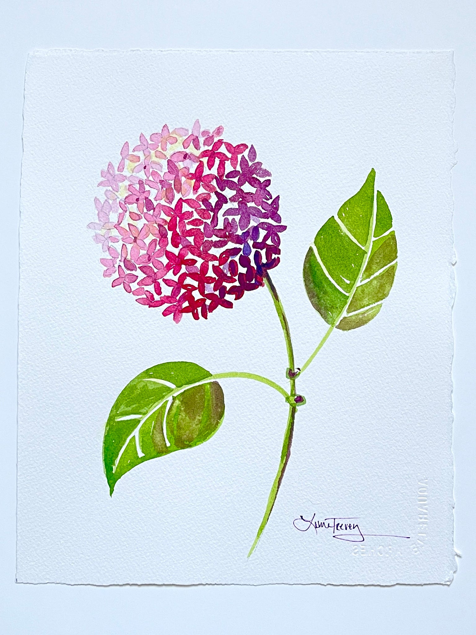 Pink Hydrangea Watercolor 8x10