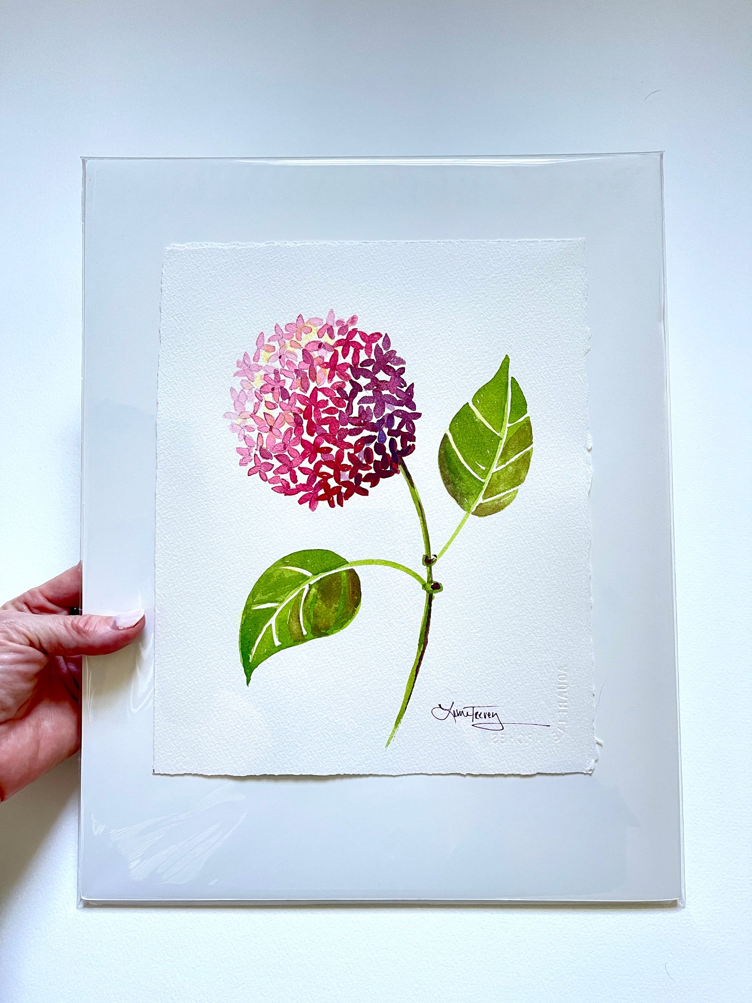 Pink Hydrangea Watercolor 8x10