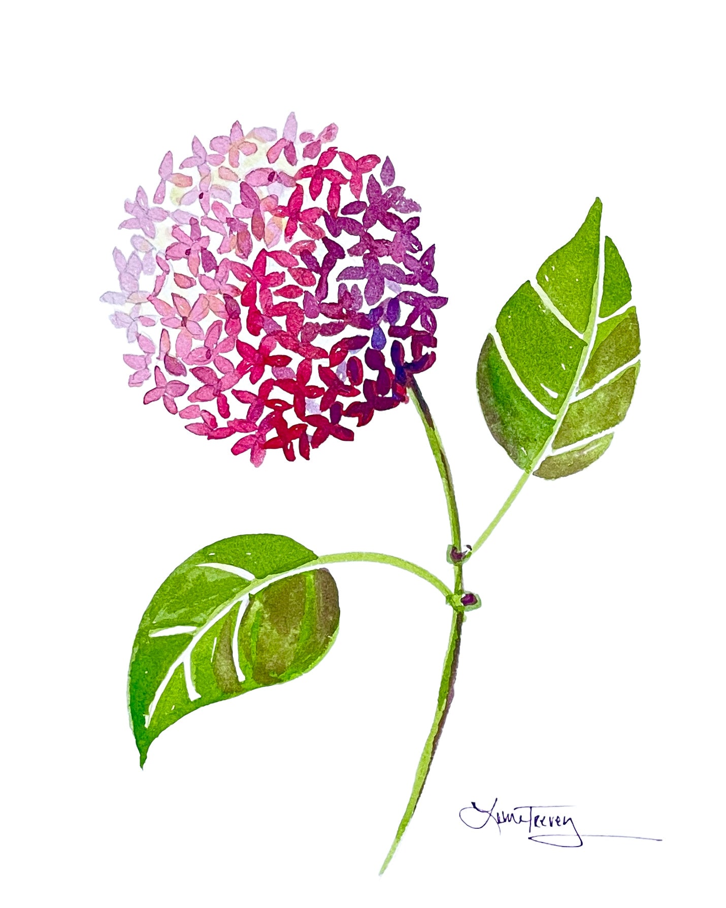 Pink Hydrangea Watercolor 8x10